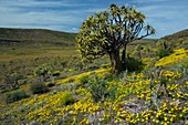 Quiver trees (Aloe dichotoma)