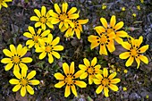 Yellow gazania (Gazania lichtensteinii)