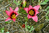 Sand crocus (Romulea hirsuta) flowers