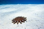 Crown-of-thorns starfish