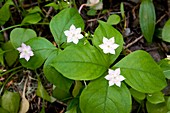 Starflower (Trientalis latifolia)