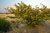 Mopane (Colophospermum mopane)