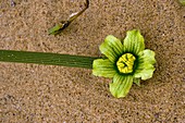 Nara plant flower (Acanthosicya horrida)