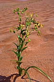 Namib lily (Hexacyrtis dickiana)