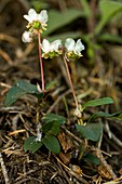 Chimaphila menziesii