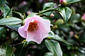 Camellia 'Elizabeth Rothschild'