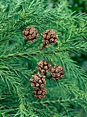 Japanese cedar (Cryptomeria japonica)