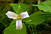 Western trillium (Trillium ovatum)