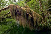 Oregon spikemoss (Selaginella oregana)