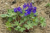 Olympic Larkspur (Campanula piperi)