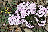 Spreading phlox (Phlox diffusa)