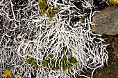 Whiteworm lichen (Thamnolia vermicularis)