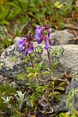 Beard-tongue (Penstemon procerus)