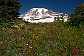 Mountain meadow