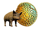 Swine flu,conceptual image