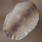 Rainbow trout scale,SEM