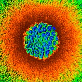 Herpes virus particle,3D SEM model