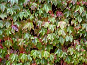 Boston Ivy (Parthenocissus tricuspidata)