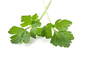 Flat leaf parsley leaves