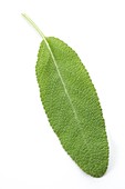 Sage leaf