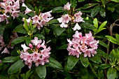 Rhododendron macrophyllum