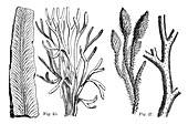 Cryptogamic plants,19th century artwork