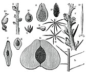 Devonian fruits,19th century artwork