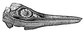 Ichthyosaurus skull,19th century artwork