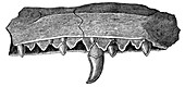 Megalosaurus jaw,19th century artwork