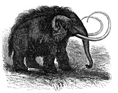 Woolly mammoth,19th century artwork