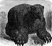 Megatherium,19th century artwork