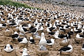 Black-browed albatrosses with their young