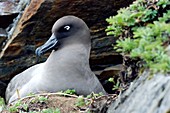 Light-mantled albatross