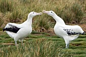 Wandering albatross pair