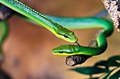 Red-tailed green ratsnakes