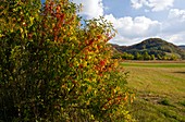 Spindle (Euonymus europaeus)