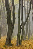 Beech (Fagus sylvatica) and Hornbeam