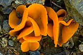 Orange Peel Fungus (Aleuria aurantia)