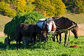 Grass harvest