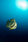 Longfin batfish