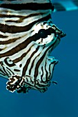 Lionfish head