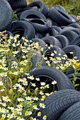 Scentless mayweed amongst dumped tyres