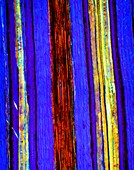 Fern rhizome,light micrograph