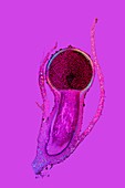 Liverwort spore capsule,light micrograph