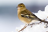 Female chaffinch perched in a tree