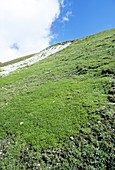 Dwarf Willow (Salix herbacea)