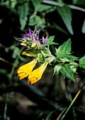 Melampyrum italicum