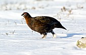 Male red grouse in snow