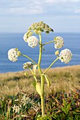 Wild angelica (Angelica sylvestris)