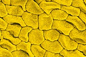 Gorse petal surface,SEM